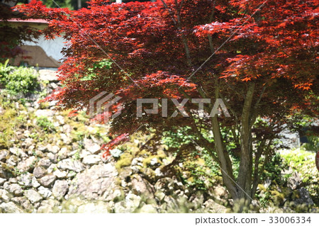 Nomura maple of Takuunji Temple 33006334