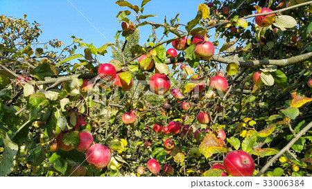 Branches of an apple tree with ripe red fruits Branches of an apple tree with ripe red fruits 33006384