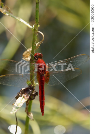 猩紅蜻蜓 猩紅蜻蜓 33006506