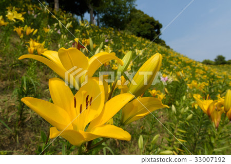 黃色百合花園 黃色百合花園 33007192