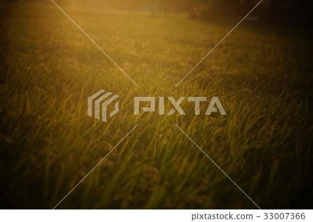 rice 33007366