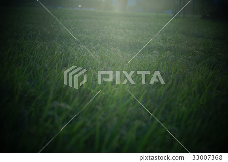 rice 33007368