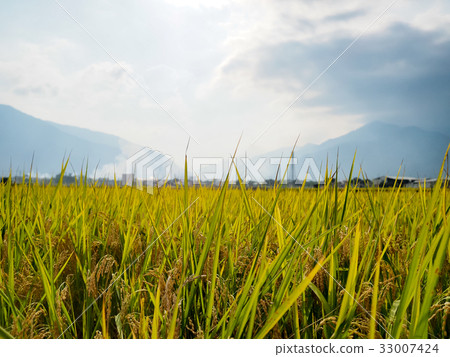 池上風光 33007424