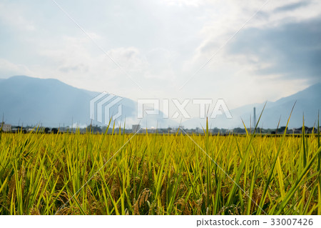 池上風光 33007426