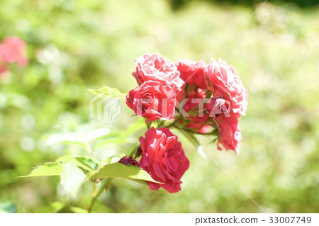 玫瑰 玫瑰花 花朵 33007749