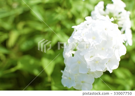 白花 白花 33007750
