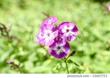 花 花 33007751