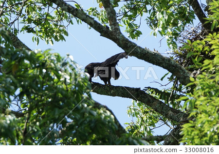 Forest carving Forest carving 33008016