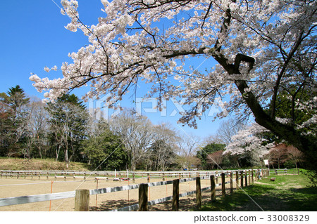 Soma Nakamura Shrine (Soma City) 33008329