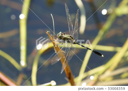 蜻蜓 33008359