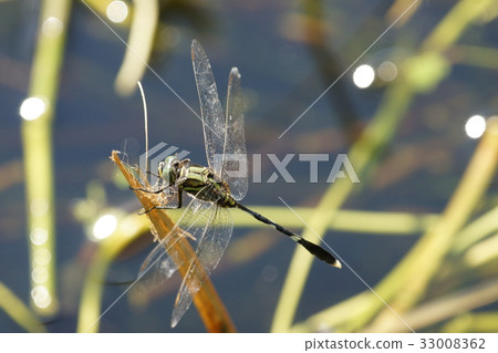 dragonfly 33008362