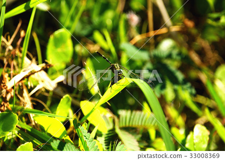 蜻蜓 33008369