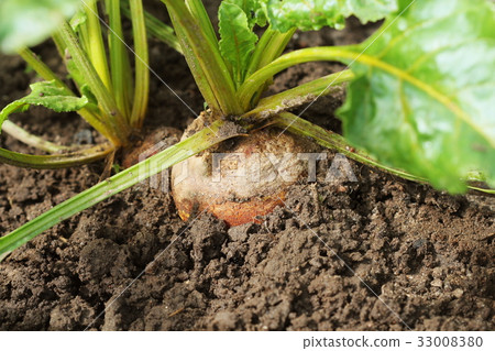 Organic golden beets growing in bed Organic golden beets growing in bed 33008380
