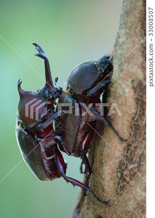 獨角仙 獨角仙 33008507