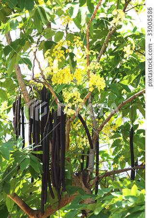 阿勃勒 阿勃勒 33008586