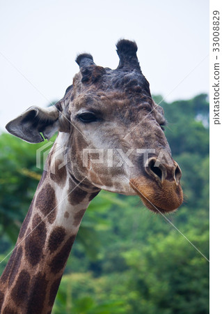 Giraffe Giraffe 33008829