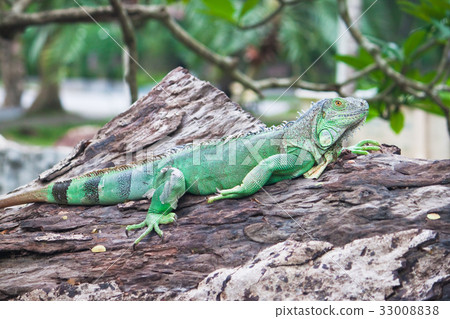 green iguana on wood 33008838