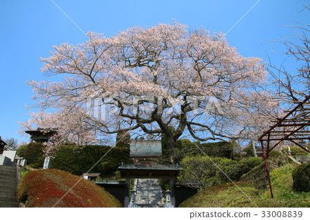 Cherry blossoms of Jenji (Minamisoma city) 33008839