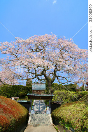 Cherry blossoms of Jenji (Minamisoma city) 33008840