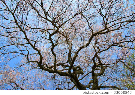 Cherry blossoms of Jenji (Minamisoma city) Cherry blossoms of Jenji (Minamisoma city) 33008843