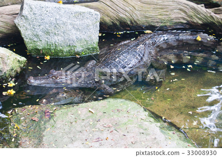 Mating of Caiman Crocodile in water 33008930