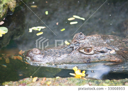 Caiman crocodile in water 33008933