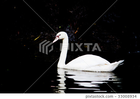 White swan with reflection White swan with reflection 33008934