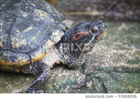 red ear turtle 33008936