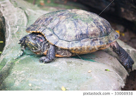 red ear turtle red ear turtle 33008938
