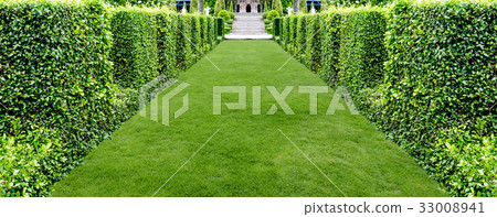 beautiful green grass walkway for background beautiful green grass walkway for background 33008941