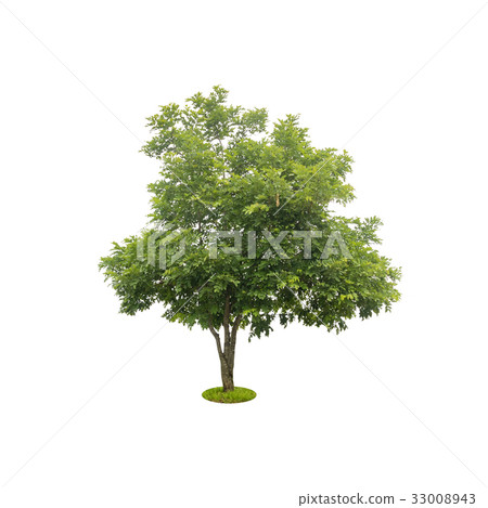 beautiful green tree on white with clipping path beautiful green tree on white with clipping path 33008943