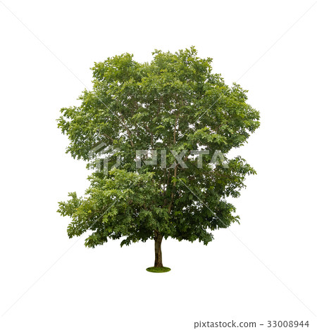 beautiful green tree on white with clipping path beautiful green tree on white with clipping path 33008944