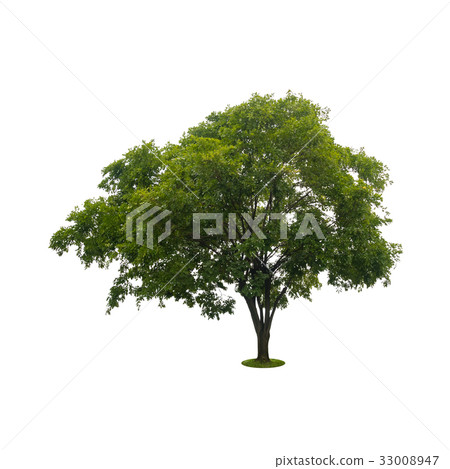 beautiful green tree on white with clipping path beautiful green tree on white with clipping path 33008947