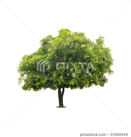 beautiful green tree on white with clipping path beautiful green tree on white with clipping path 33008948