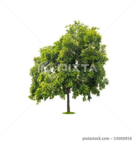 beautiful green tree on white with clipping path beautiful green tree on white with clipping path 33008958