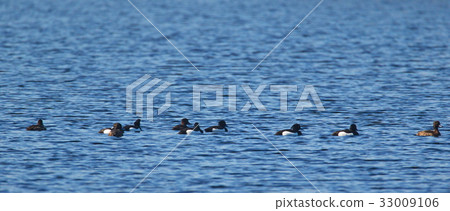 Common goldeneye (Bucephala clangula) duck group Common goldeneye (Bucephala clangula) duck group 33009106