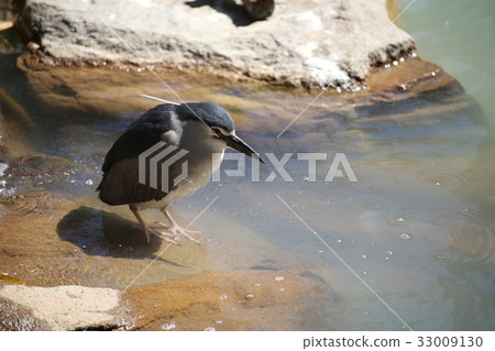 Gray-eyed male Gray-eyed male 33009130