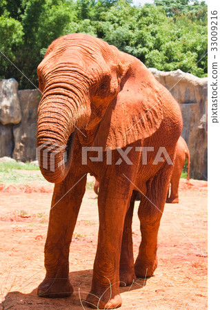 African elephant African elephant 33009216