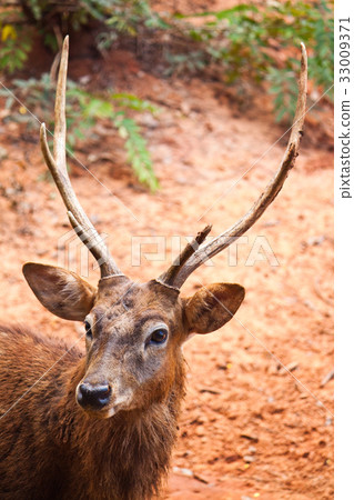 Fallow deer  close up 33009371