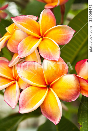 Plumeria flowers 33009471