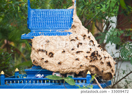 Wasp nest on the Joss house. 33009472