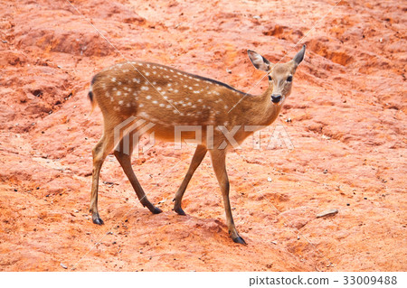 Fallow deer  close up 33009488