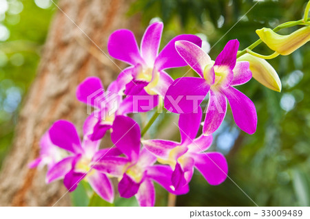 Beautiful purple orchid 33009489