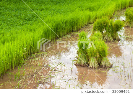 paddy rice in field 33009491