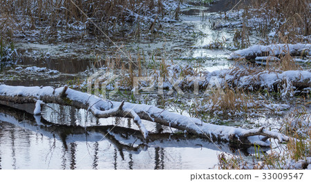 Broken birch tree trunk snow wrapped lying over 33009547