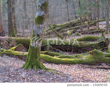 Springtime old deciduous stand Springtime old deciduous stand 33009550