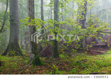 Broken tree and misty stand in background Broken tree and misty stand in background 33009551