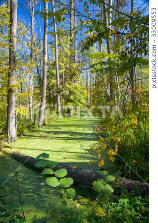 Forest river duckweed covered among alder trees 33009553