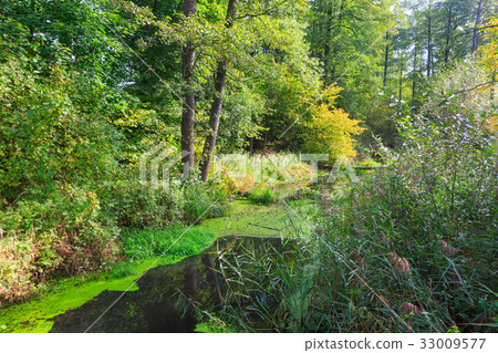 Natural Lesna river in summer midday Natural Lesna river in summer midday 33009577