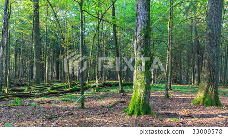 Autumnal deciduous stand in sunset Autumnal deciduous stand in sunset 33009578